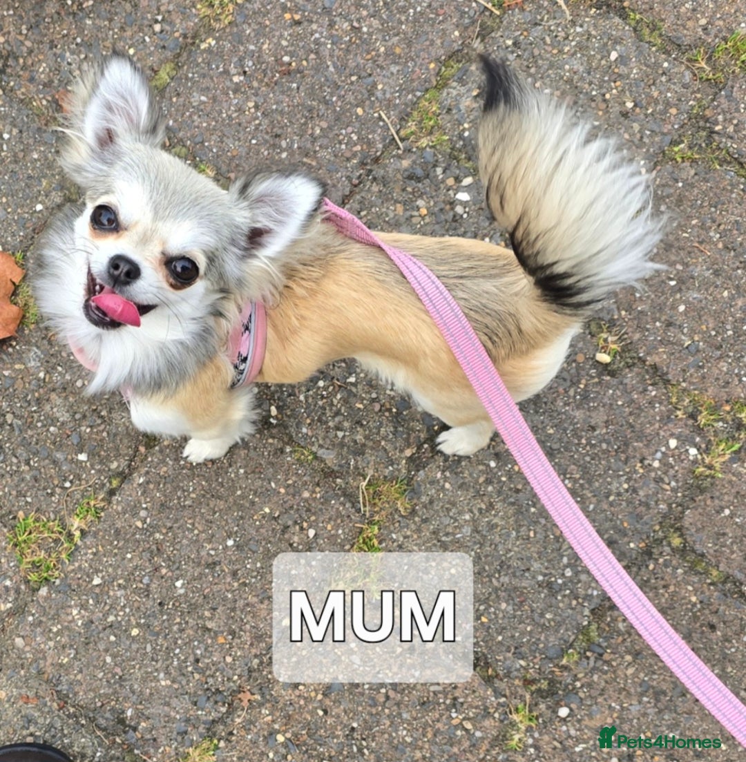 Chihuahua dogs for sale: Beautiful White long haired Chihuahua - Advert 8