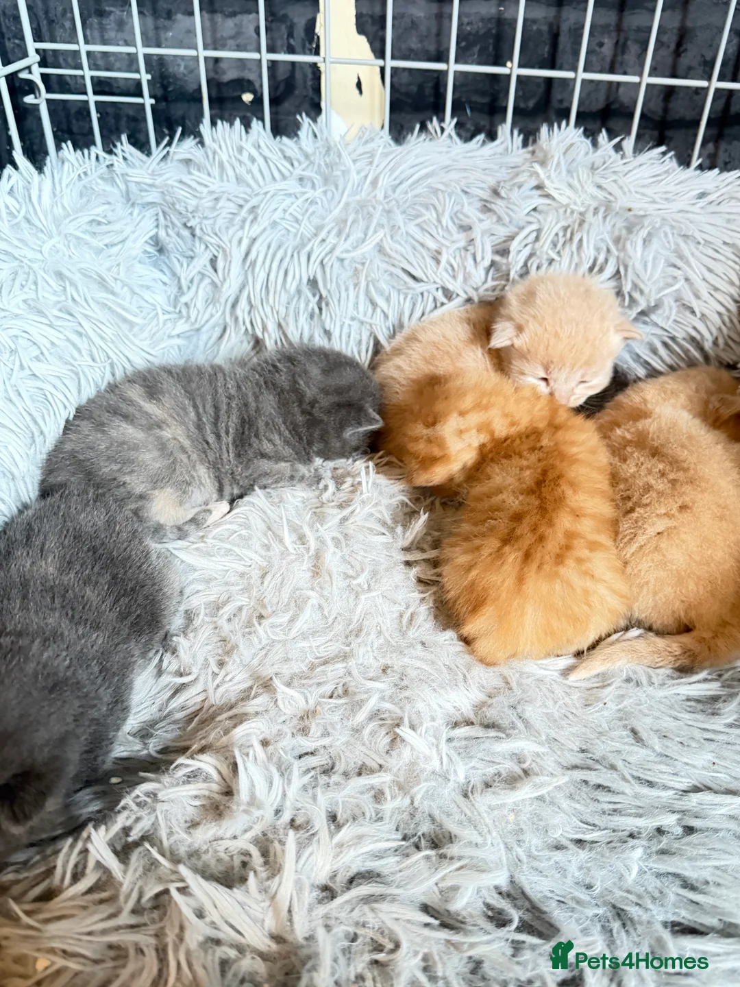 Mixed Breed cats for sale: 5 kittens  - Advert 2