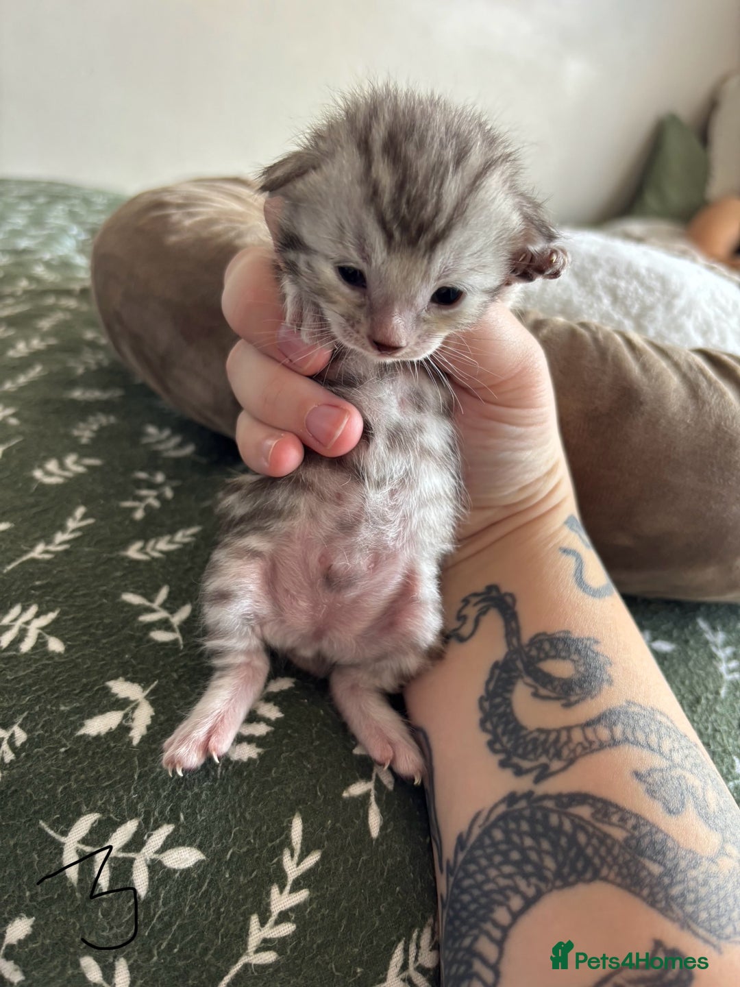 Bengal cats for sale: Bengal kittens - Image 9