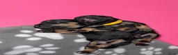 Mixed Breed dogs for sale: F1 Floodle puppies  in Letchworth Garden City - Advert 9
