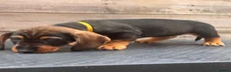 Dachshund dogs for sale: READY To LEAVE dachshund  k c wire haired puppy’s  - Advert 10