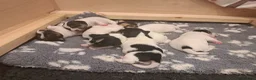 Jack Russell dogs for sale: 7 jack russell puppies for sale  in Basingstoke - Advert 7