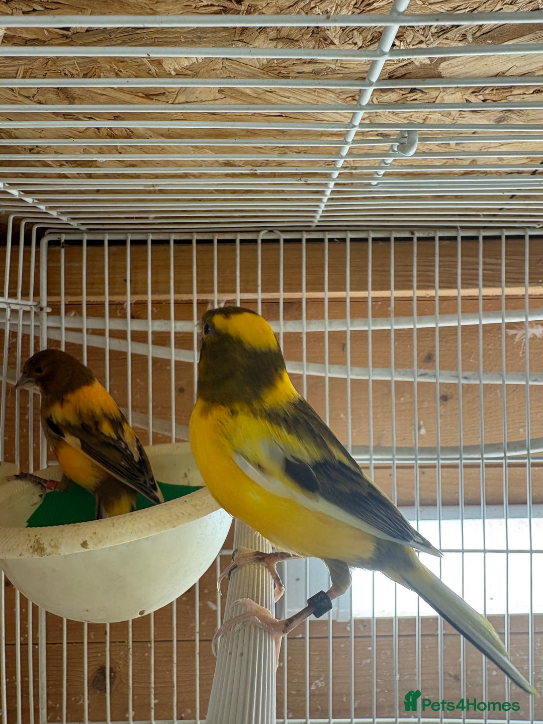 Canaries birds for sale: Lot of stunning canary’s  - Advert 14