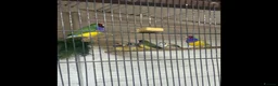 Finches birds for sale: Gouldian finch owl  finch star finch  - Advert 6