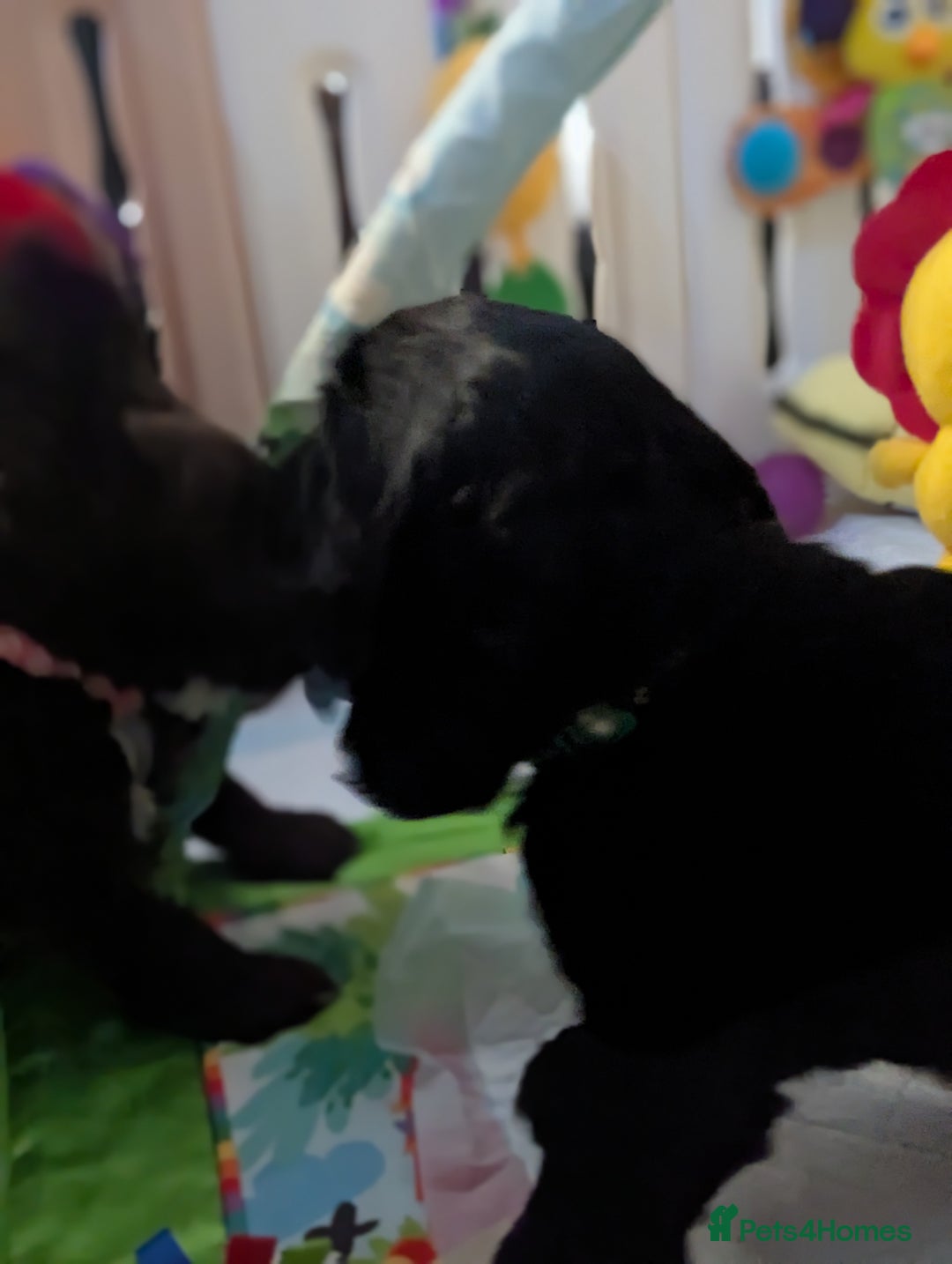 Cocker Spaniel dogs for sale: Kc reg English Cockerspaniel - Image 3