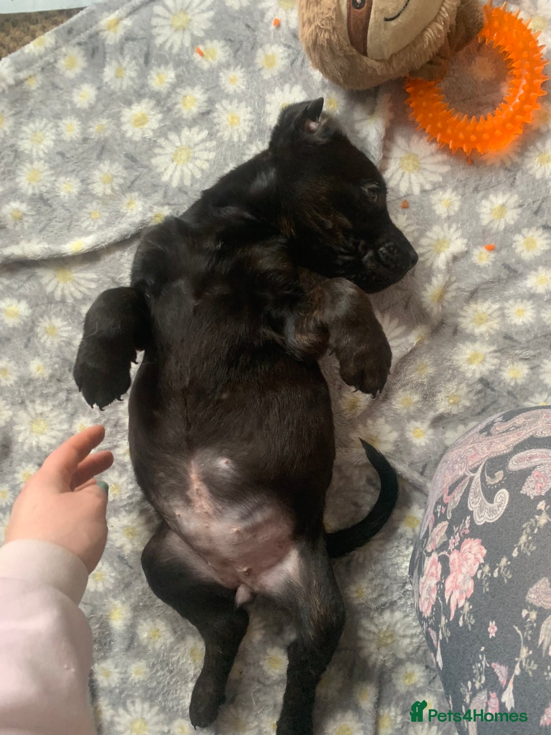 Mixed Breed dogs for sale: 4 stunning boys and 5 even more stunning girls - Advert 6