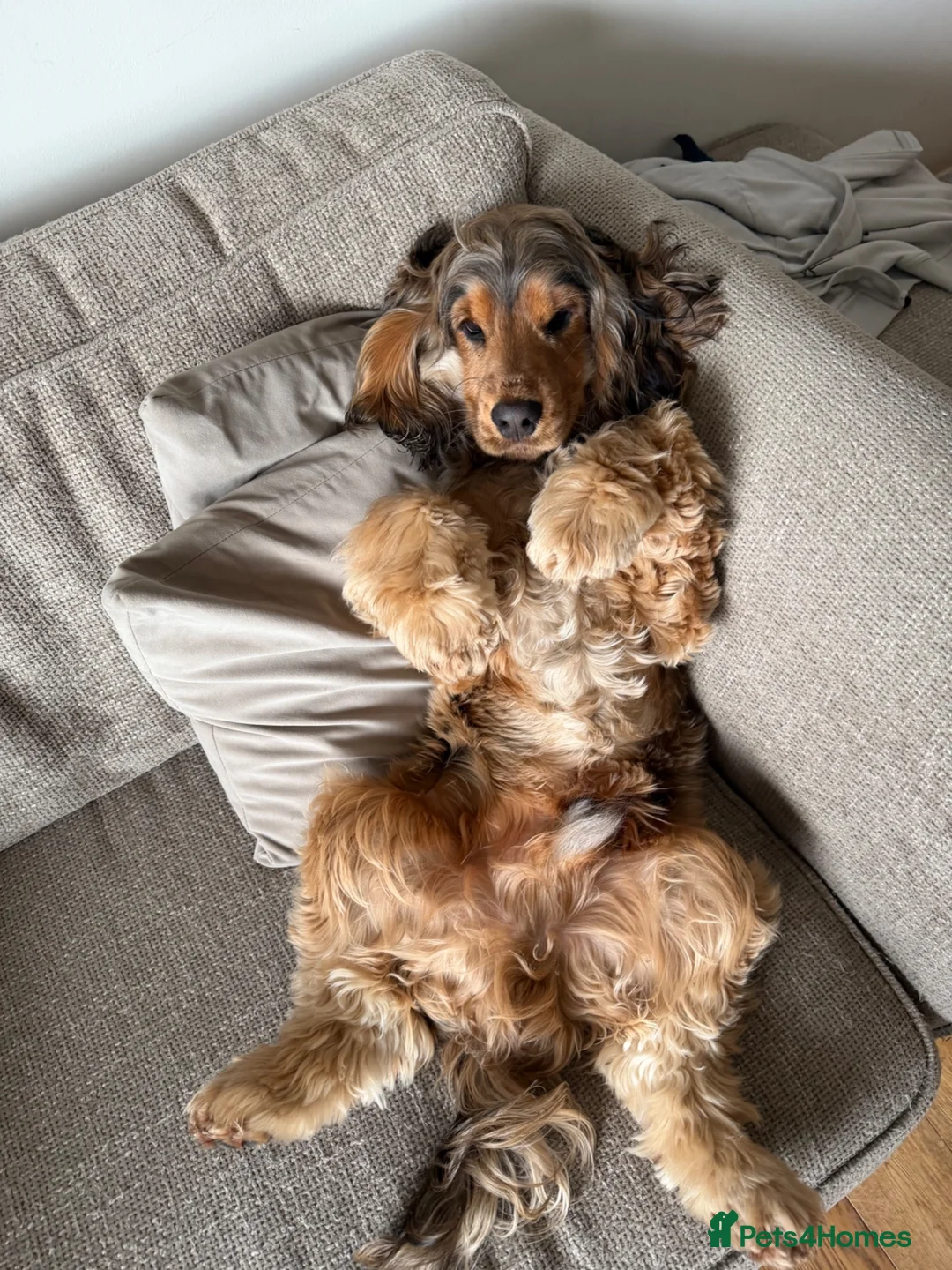Cocker Spaniel dogs for sale: 13months old cocker spaniel male  in Stoke-on-Trent - Advert 4