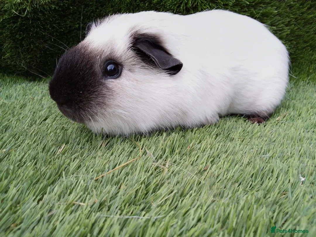 Guinea Pig rodents for sale: Male guinea pigs  - Advert 3