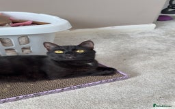 Bombay cats for sale: Male Bombay Kitten - Image 2