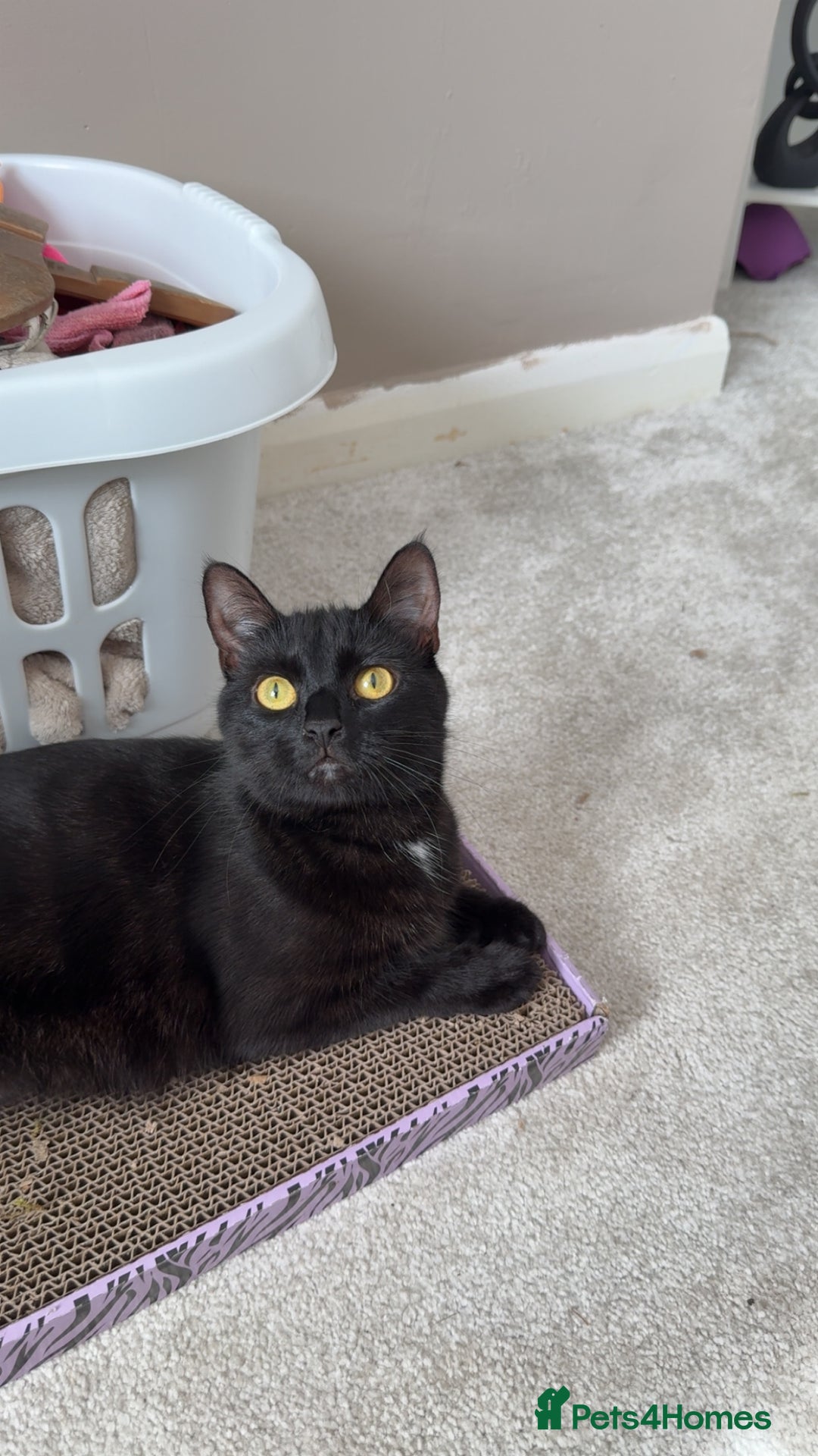 Bombay cats for sale: Male Bombay Kitten - Image 2
