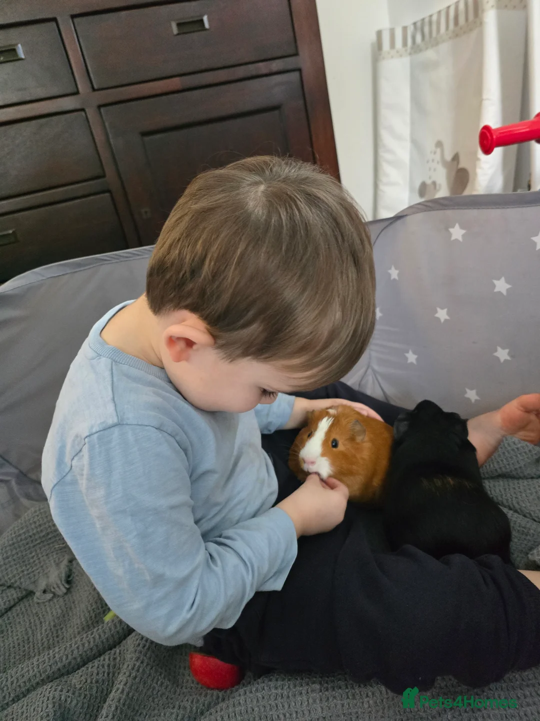 Guinea Pig rodents for sale: 2 male guineapigs for rehoming in Worcester - Advert 4