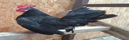 Chickens poultry for sale: Serama Boys / Cockerels Variety of colours - Advert 4