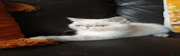 Exotic cats for sale: PEDIGREE GCCF PERSIAN EXOTIC BABIES - Advert 4