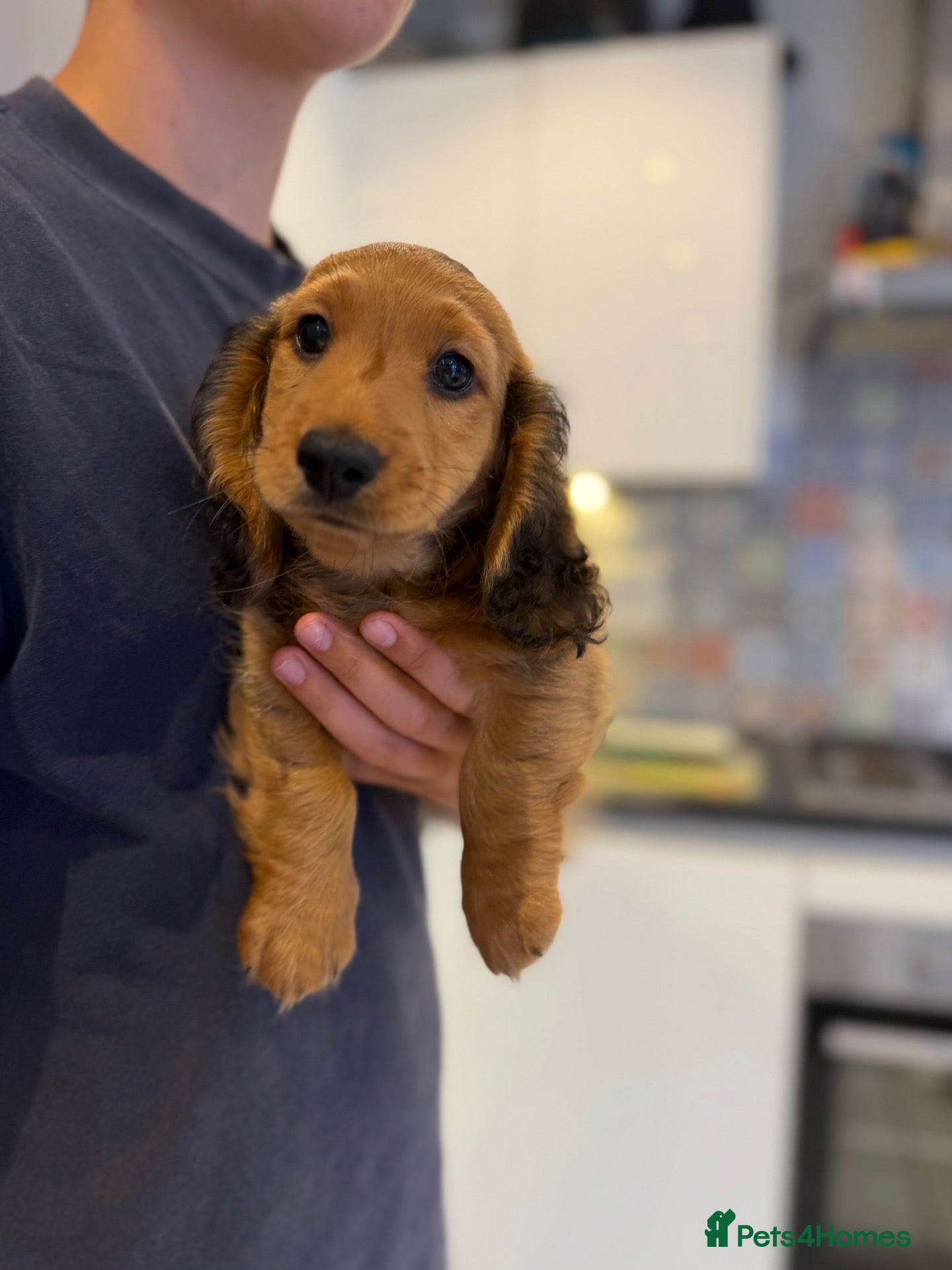 Miniature Dachshund dogs Quality miniature dachshunds  - Advert 2