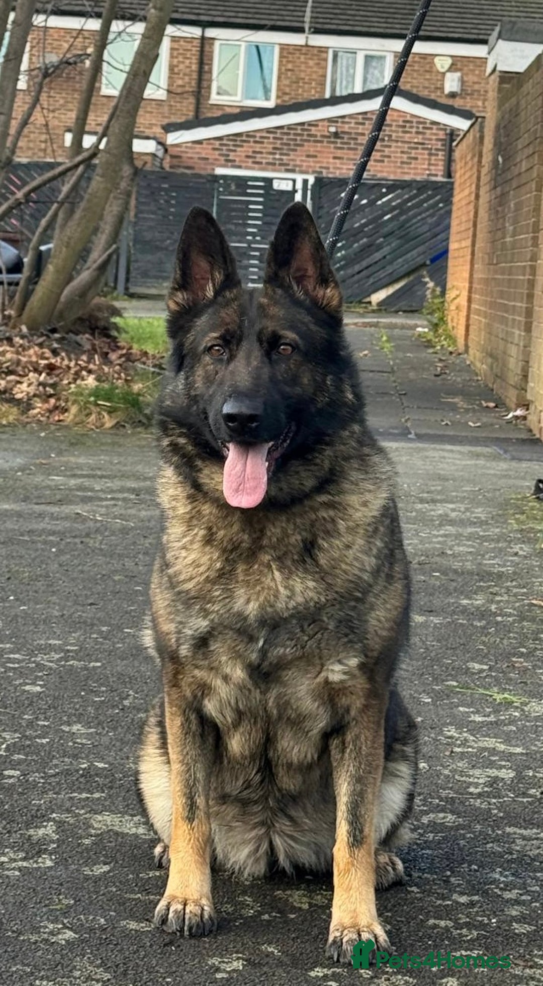 German Shepherd dogs for sale: Amazing German Shepherd Female  - Advert 2