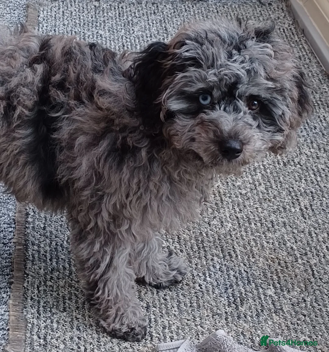Cavapoo dogs for sale: Beautiful Blue Merle Cavapoo F1B - 7 months old - Advert 6