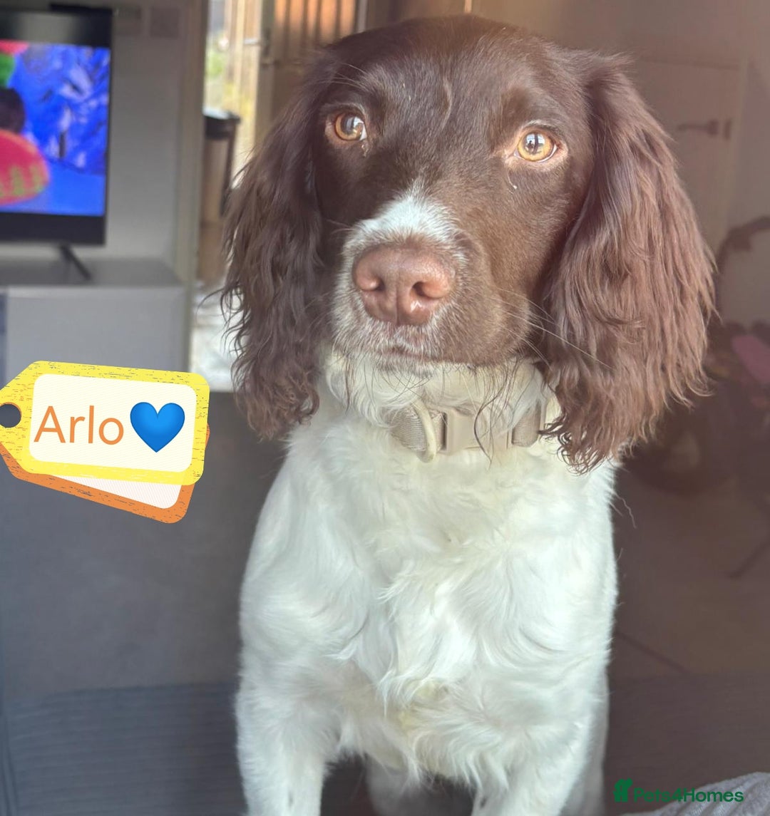 English Springer Spaniel dogs for adoption: 💙🐶 ARLO 🐶💙 - Image 11