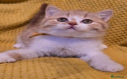 British Shorthair cats for sale: Pedigree, British Shorthair, TICA reg kittens - Image 7