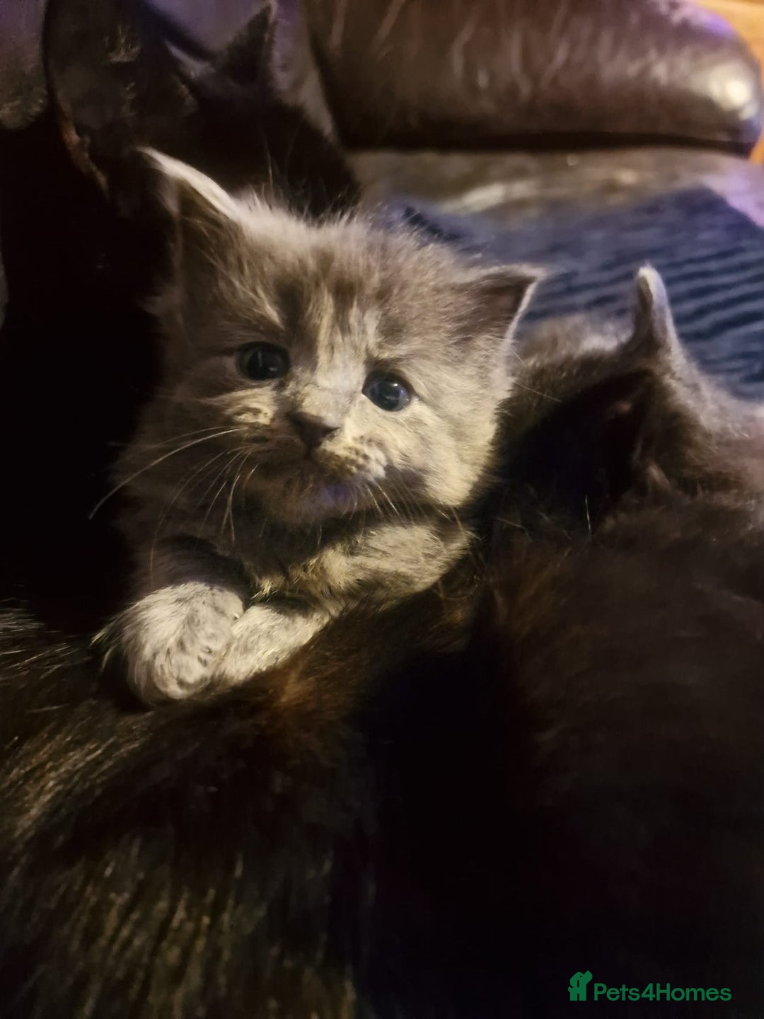 Mixed Breed cats for sale: Mixed breed kittens  - Advert 6