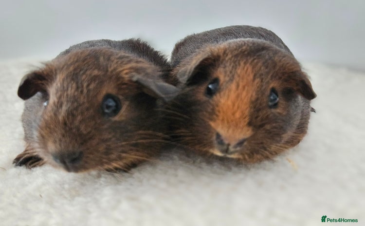 Guinea Pig rodents in Faringdon - Advert 14