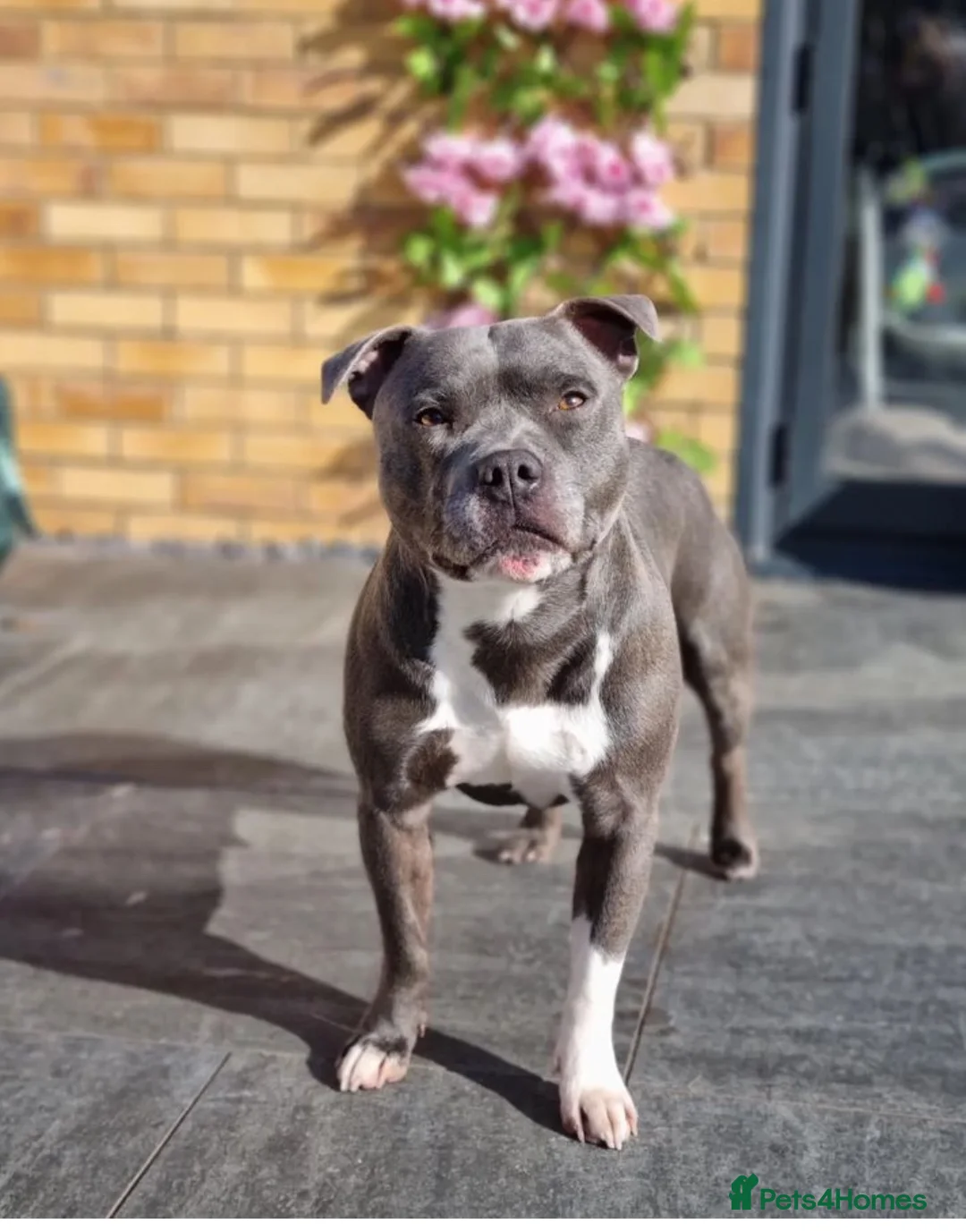 Staffordshire Bull Terrier dogs for stud: Proven Staffordshire Bull Terrier for stud in Farnborough - Advert 9