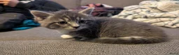 British Shorthair cats for sale: Gorgeous grey and white tabby kitten girl - Advert 7