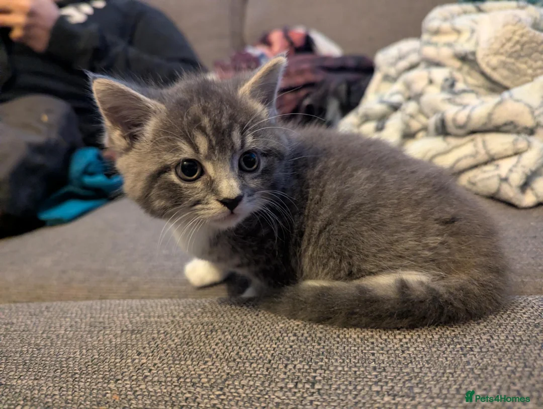 British Shorthair cats for sale: Gorgeous grey and white tabby kitten girl - Advert 7