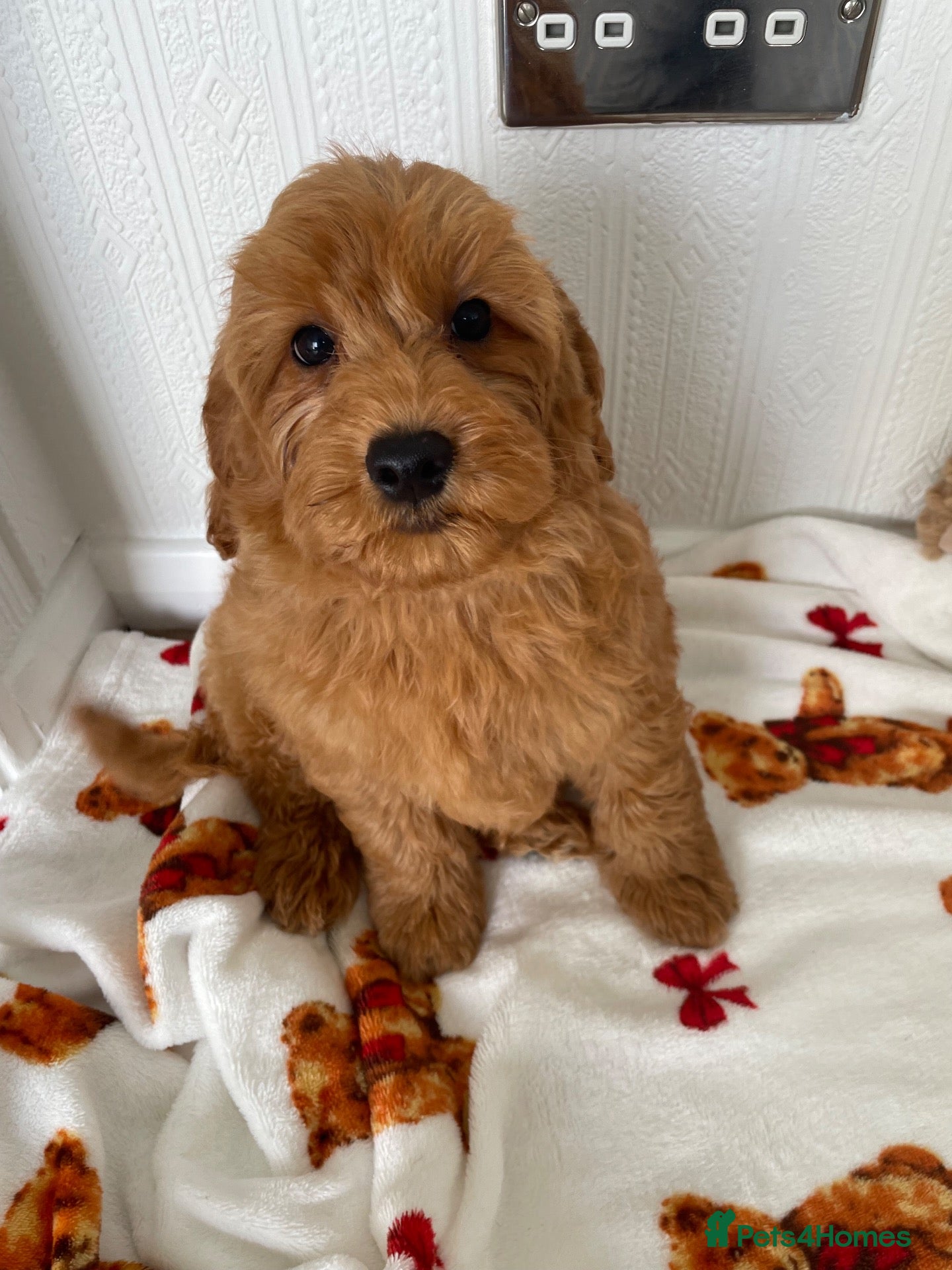 Cavapoochon dogs Adorable Cavapoochon puppies 💕 - Advert 1