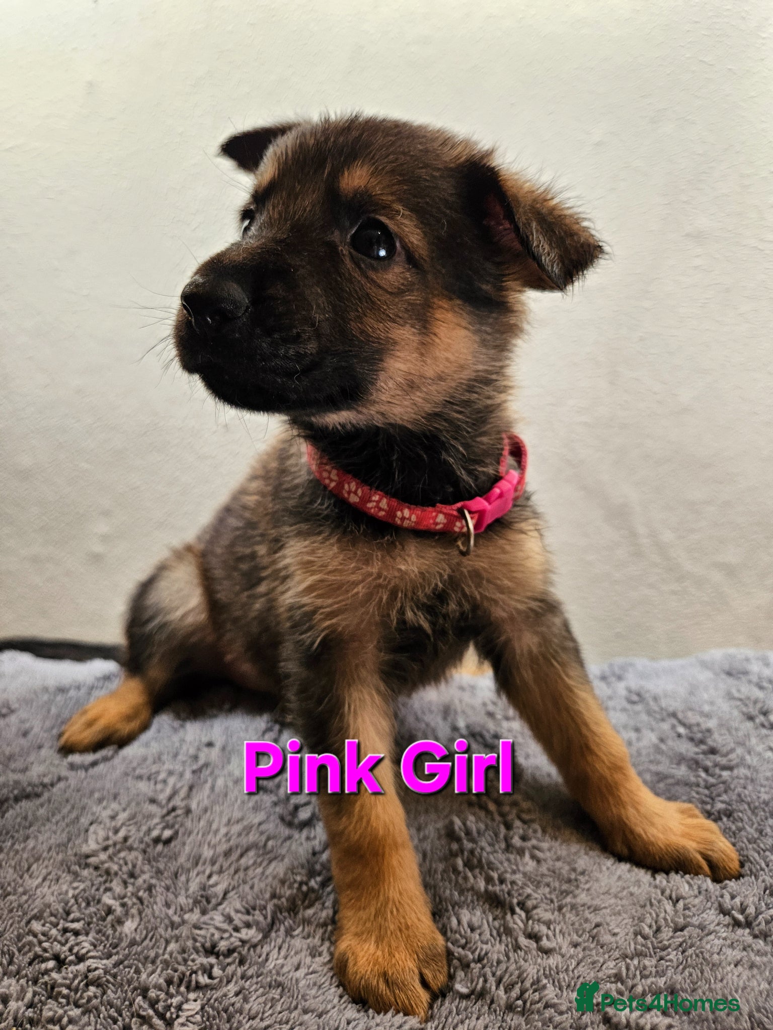 German Shepherd dogs German Shepherd Puppies - Advert 1