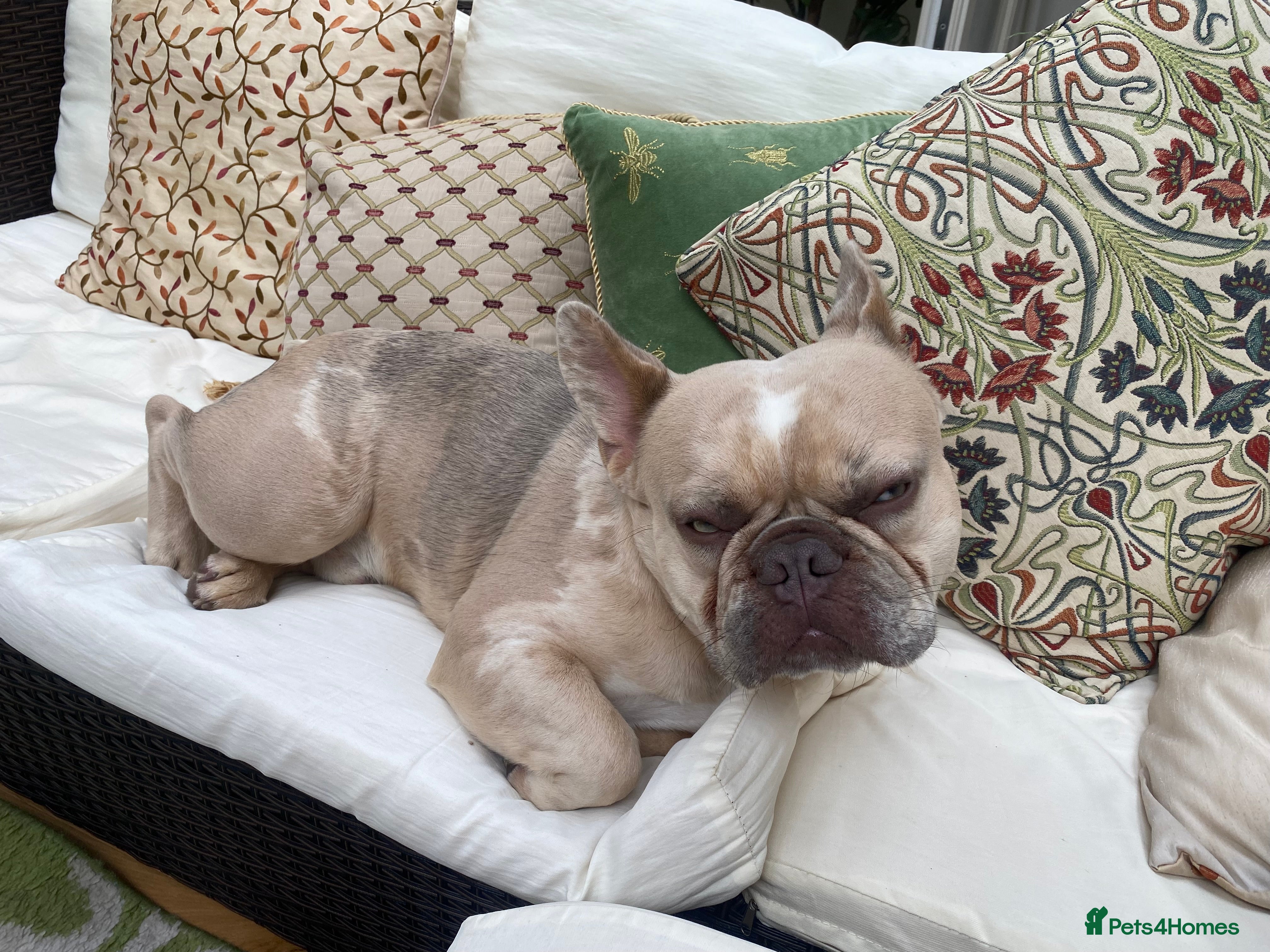 French Bulldog dogs Stud French bull dog - Advert 8