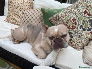 French Bulldog dogs Stud French bull dog - Advert 1