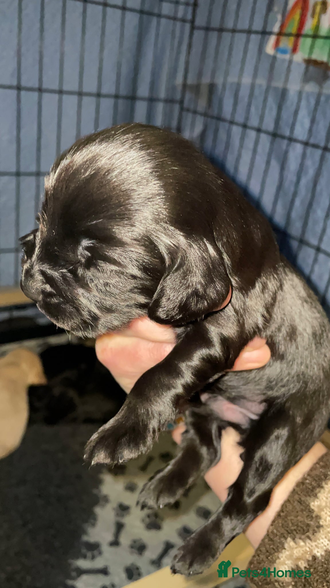 Cocker Spaniel dogs KC Registered Working Cocker Spaniel Puppies - Advert 1