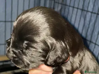 Cocker Spaniel dogs KC Registered Working Cocker Spaniel Puppies - Advert 1