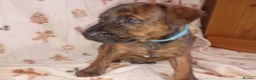 Patterdale Terrier dogs for sale: 6 male patterdale puppies  in Hartlepool - Advert 6