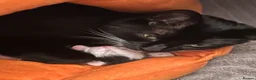 Mixed Breed cats for sale: Male kitten - Advert 2