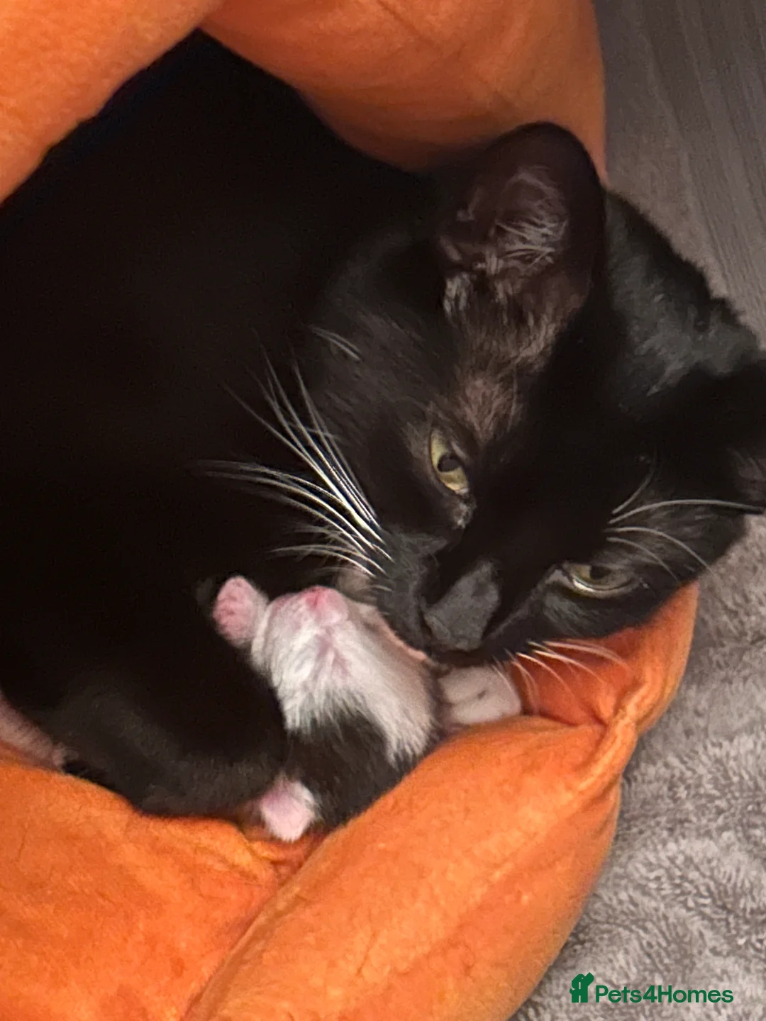 Mixed Breed cats for sale: Male kitten - Advert 2
