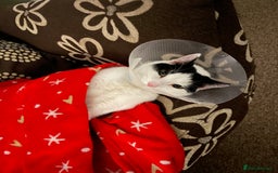 Mixed Breed cats for sale: Bellini & Martini - Image 10