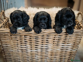 Cocker Spaniel dogs - Advert 7