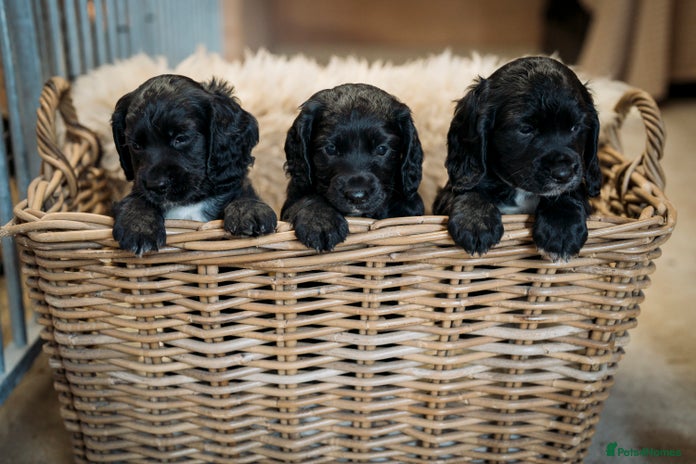 Cocker Spaniel dogs - Advert 8