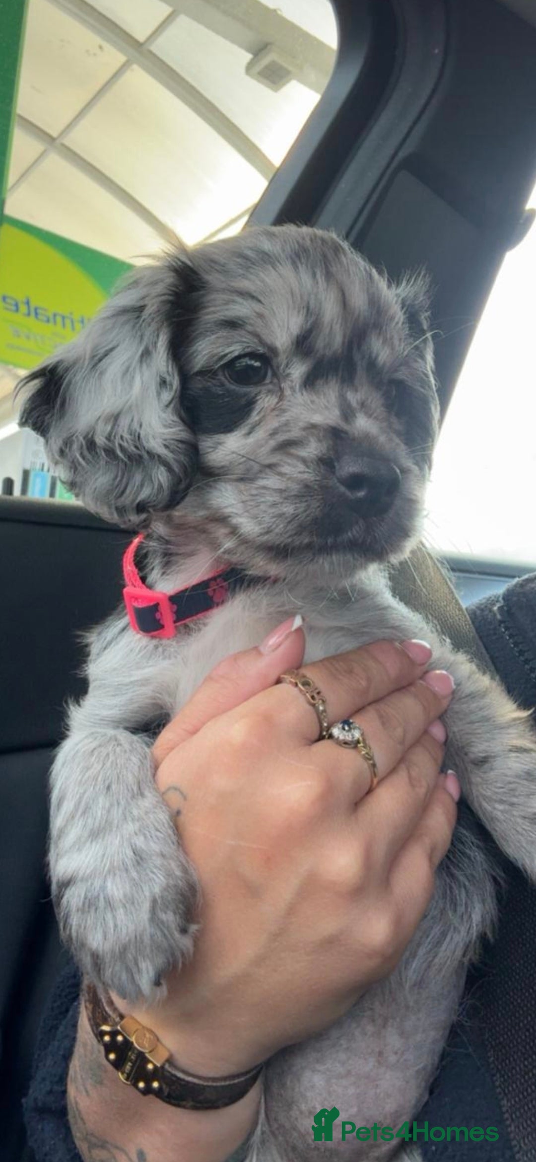 Cocker Spaniel dogs for stud: Merle Cocker stud in Shildon - Image 18