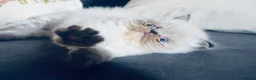 Himalayan cats for sale: Stunning Himalayan Persians - Advert 8