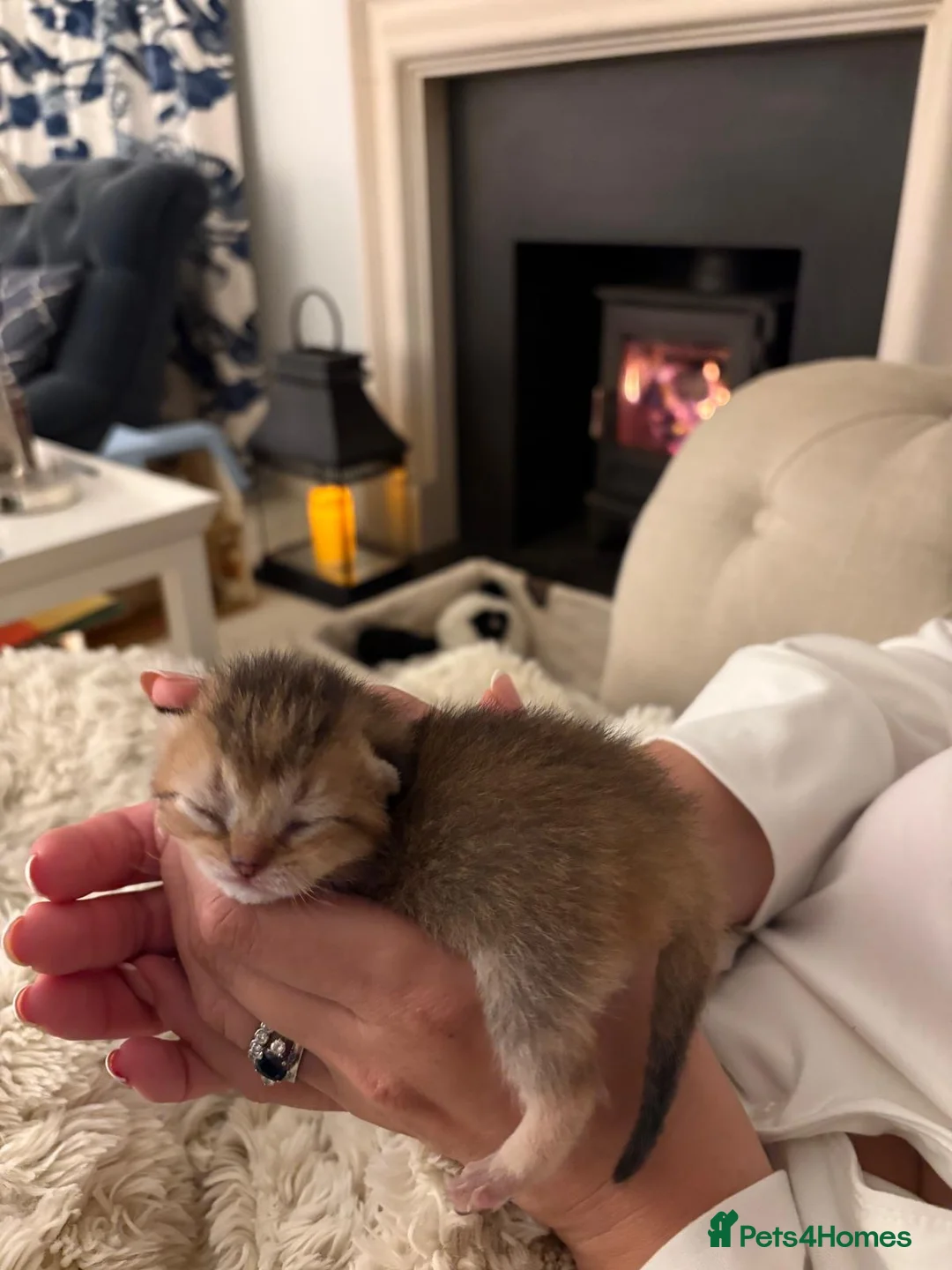 Scottish Fold cats for sale: Scottish Fold X Kittens  in Forest Row - Advert 2