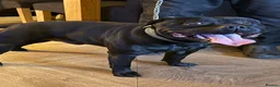 Staffordshire Bull Terrier dogs for stud: Proven Stunning Stud (Staffordshire bullterrier)' - Advert 3