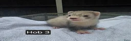 Ferret rodents for sale: Silver Ferret Kits Ready To Leave - Advert 14