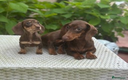 Dachshund dogs for sale: Stunning miniature dachshund pups  - Image 8