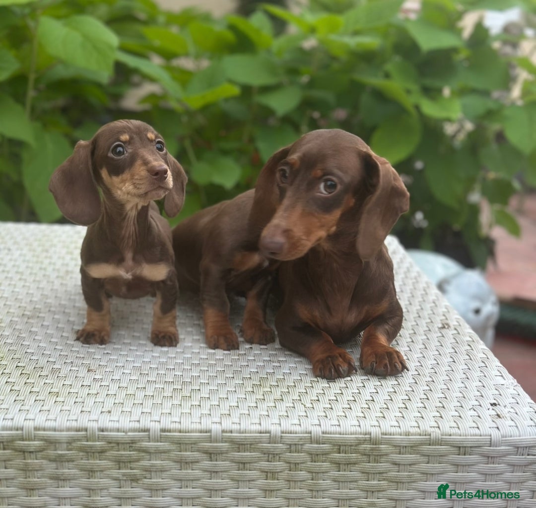 Dachshund dogs for sale: Stunning miniature dachshund pups  - Image 8