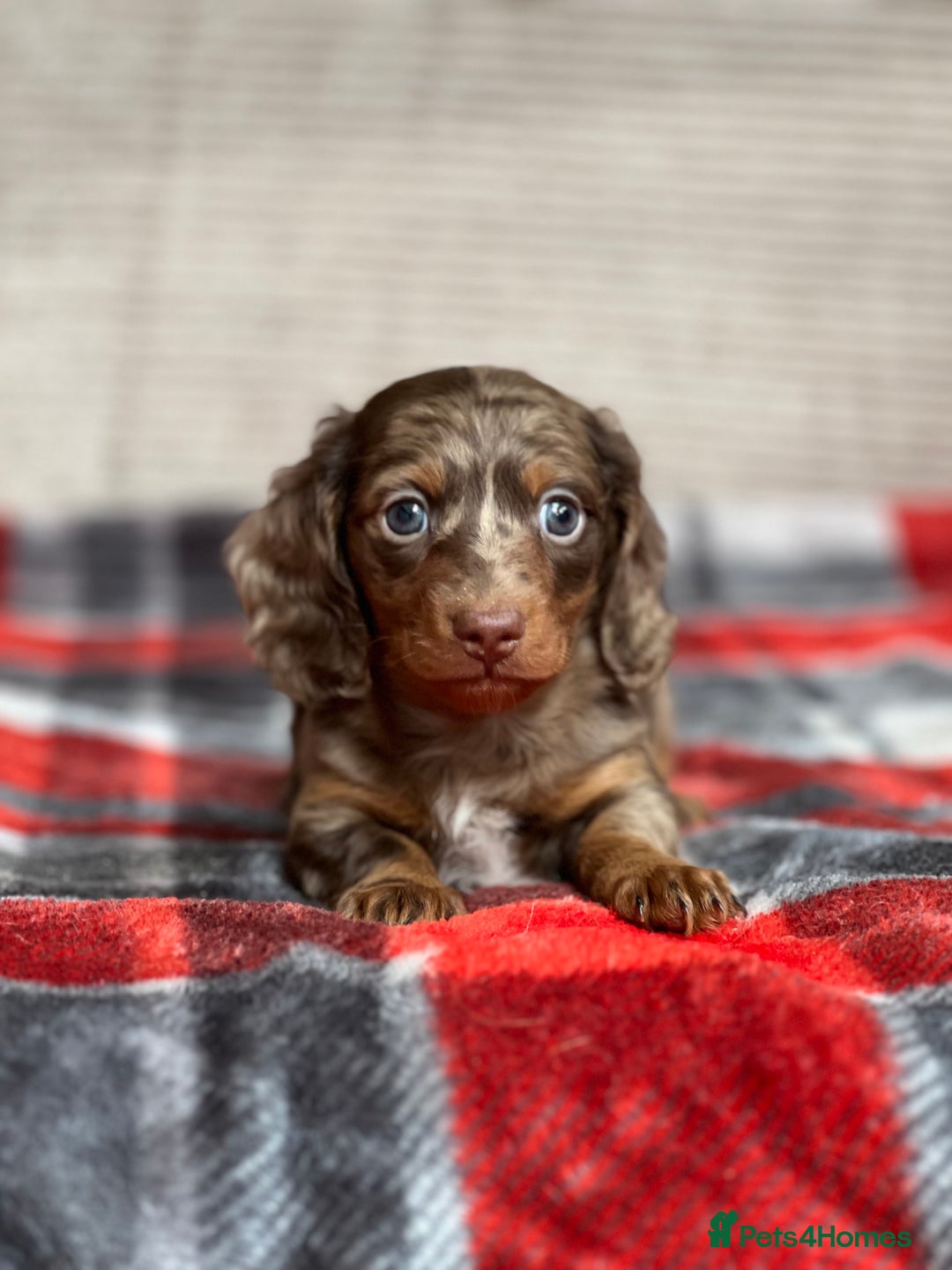 Miniature Dachshund dogs for sale: STUNNING CHOCOLATE DAPPLE LONG HAIRED BOY - Image 4