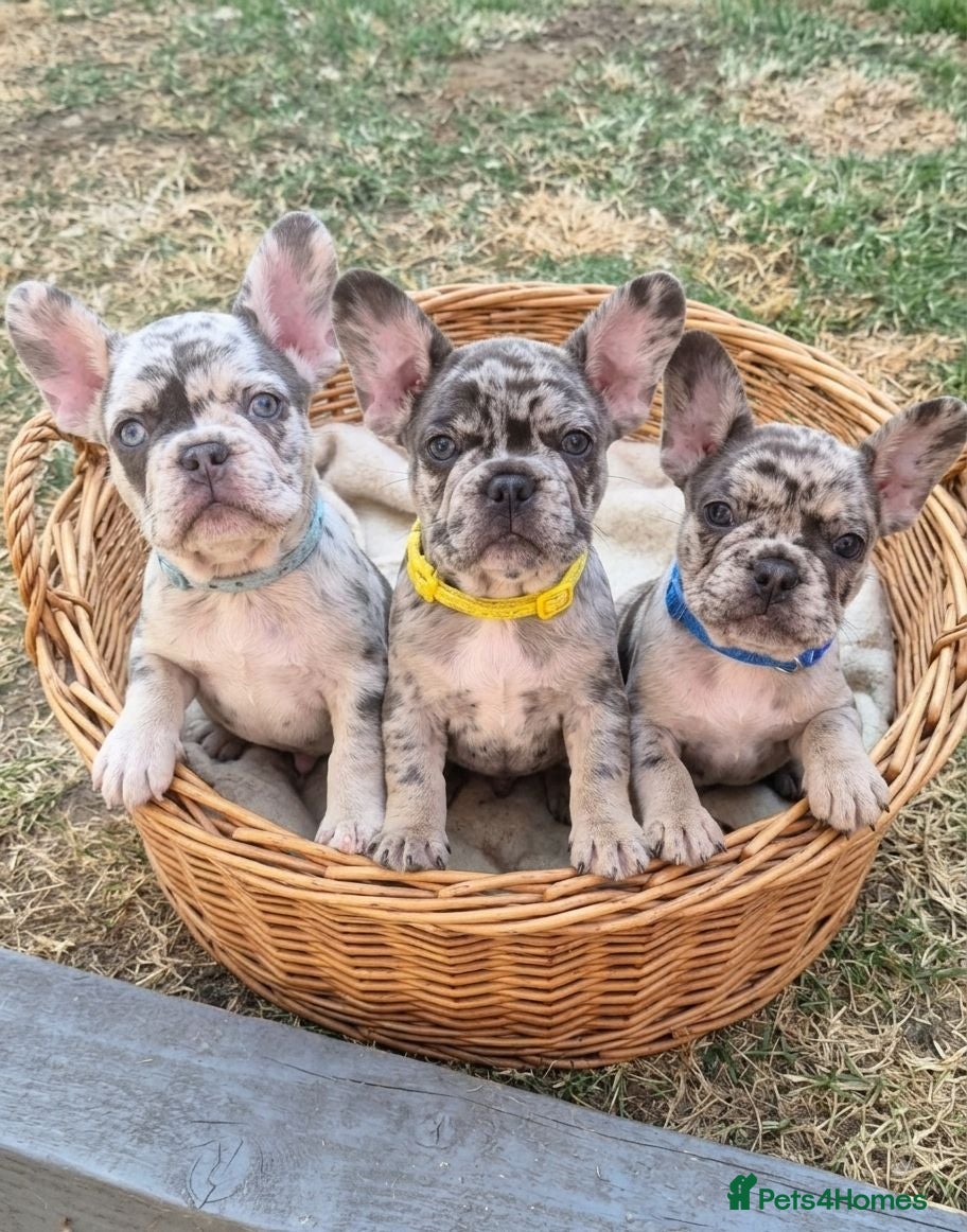 French Bulldog dogs 2 Girls 1 boy looking for their forever homes. - Advert 1