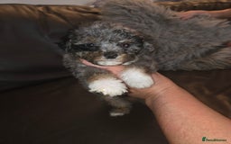 Toy Poodle dogs for sale: Beautiful Toy Poodle puppies - Image 12
