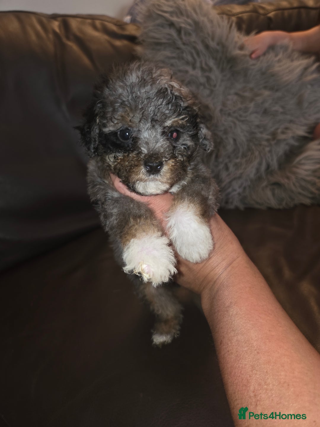 Toy Poodle dogs for sale: Beautiful Toy Poodle puppies - Image 12